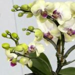 Come innaffiare l’orchidea per mantenerla piena di fiori, sana e bella