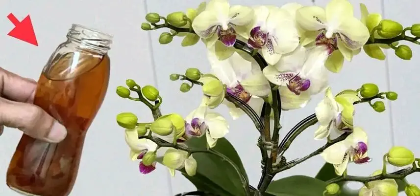 Come innaffiare l’orchidea per mantenerla piena di fiori, sana e bella