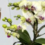 Come innaffiare l’orchidea per mantenerla piena di fiori, sana e bella