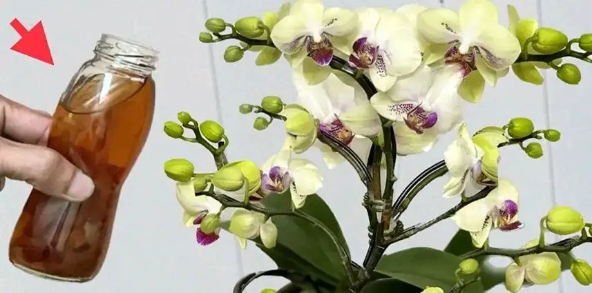 Come innaffiare l’orchidea per mantenerla piena di fiori, sana e bella