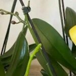 Orchidee: il segreto dei fioristi per una fioritura rigogliosa e abbondante