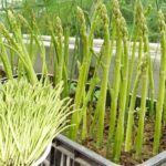 Coltivare gli asparagi in contenitore: Come gustare questo ortaggio perenne tutto l’anno