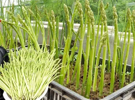 Coltivare gli asparagi in contenitore: Come gustare questo ortaggio perenne tutto l’anno