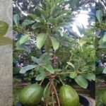 Smettete di comprare avocado. Ecco come coltivare un albero di avocado in un piccolo vaso a casa.