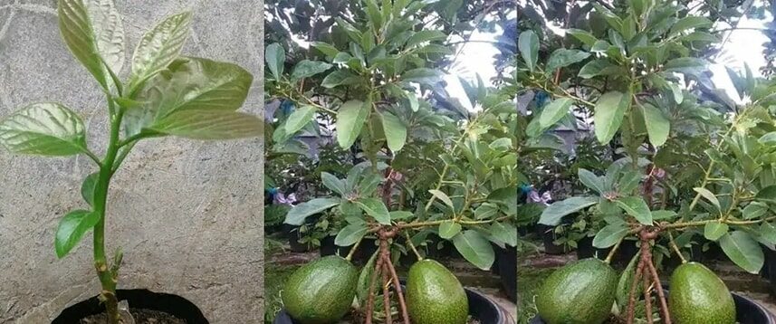 Smettete di comprare avocado. Ecco come coltivare un albero di avocado in un piccolo vaso a casa.