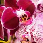 Come innaffiare l’orchidea per mantenerla piena di fiori, sana e bella