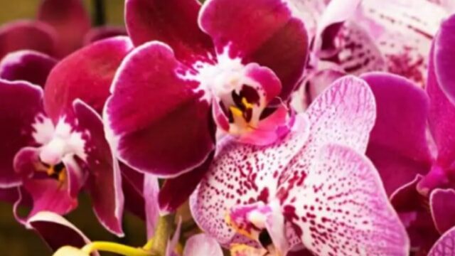 Come innaffiare l’orchidea per mantenerla piena di fiori, sana e bella