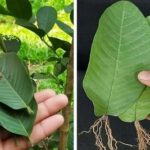 5 consigli per coltivare alberi di Guava sani e produttivi dalle foglie di Guava