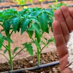 Perché le piante di pomodoro dovrebbero essere cosparse di bicarbonato di sodio? Il trucco dei giardinieri esperti