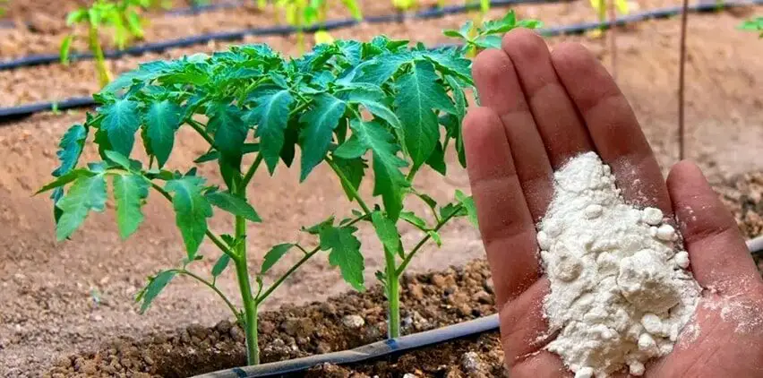 Perché le piante di pomodoro dovrebbero essere cosparse di bicarbonato di sodio? Il trucco dei giardinieri esperti