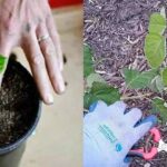 Come coltivare le ortensie in vaso: un fiore bellissimo che profuma tutta la casa