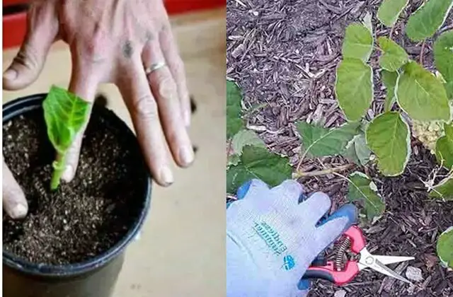 Come coltivare le ortensie in vaso: un fiore bellissimo che profuma tutta la casa