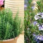 Come realizzare un fiore di rosmarino (guida e consigli)