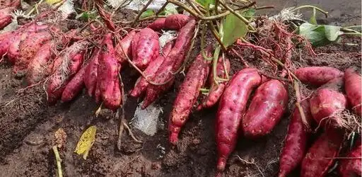 Come raccogliere tonnellate di patate dolci dai sacchi di terriccio