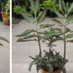 Attirare il denaro con la Kalanchoe: la pianta segreta che cambierà la vostra vita finanziaria