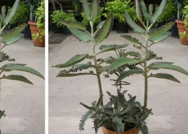 Attirare il denaro con la Kalanchoe: la pianta segreta che cambierà la vostra vita finanziaria