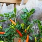 Coltivare peperoncini in sacchetti di plastica appesi: una soluzione di giardinaggio salvaspazio