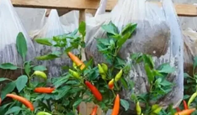 Coltivare peperoncini in sacchetti di plastica appesi: una soluzione di giardinaggio salvaspazio