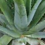 ALOE VERA: SAPETE QUALI SONO I SUOI BENEFICI?