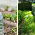 Progetti utili per il giardino con le bottiglie di plastica da realizzare facilmente in casa