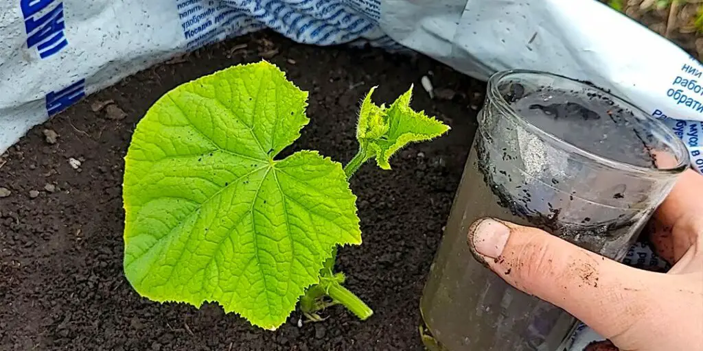 Coltivazione di cetrioli in sacchi di terra con un elisir segreto