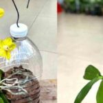 Orchidee: Cresceranno rapidamente se le piantate in questo modo!