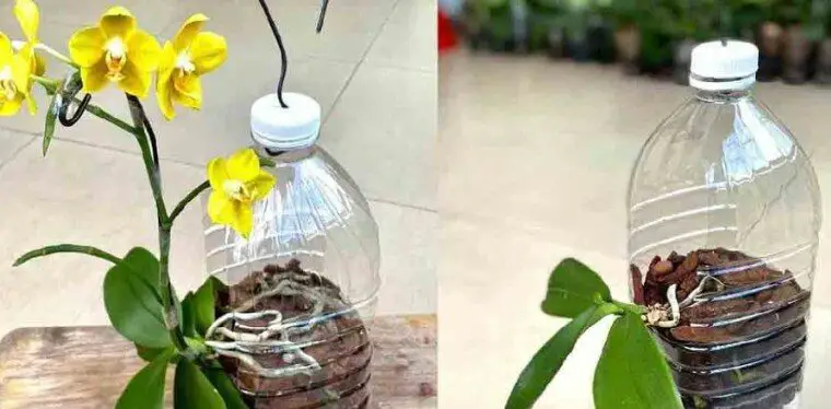 Orchidee: Cresceranno rapidamente se le piantate in questo modo!