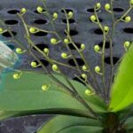 Innaffiate tutte le piante con quest’acqua: anche i fiori più secchi fioriranno.