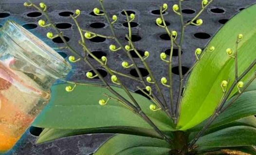 Innaffiate tutte le piante con quest’acqua: anche i fiori più secchi fioriranno.