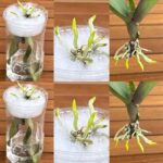 Basta innaffiare le orchidee con l’acqua: innaffiatele con questa per una fioritura spettacolare