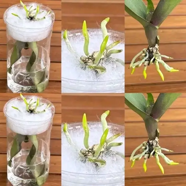 Basta innaffiare le orchidee con l’acqua: innaffiatele con questa per una fioritura spettacolare