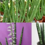 Suggerimenti per realizzare un fiore cilindrico di sansevieria, dal profumo delizioso!