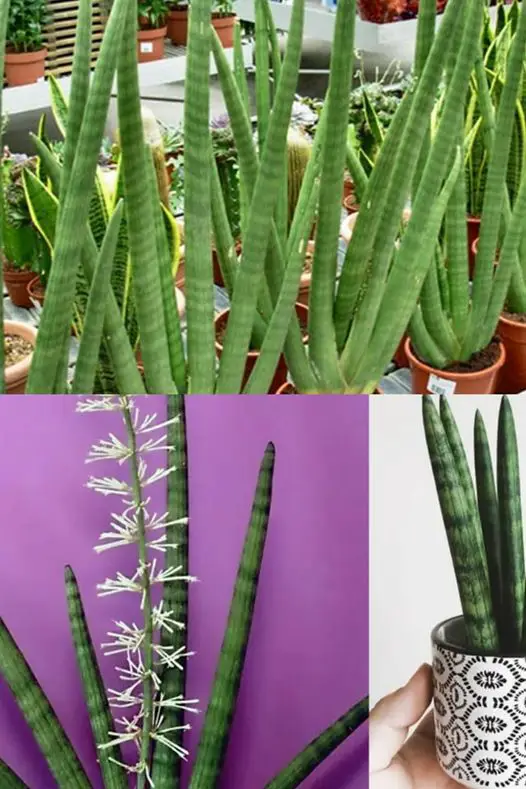 Suggerimenti per realizzare un fiore cilindrico di sansevieria, dal profumo delizioso!