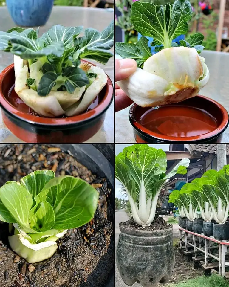 Dagli avanzi alle verdure: coltivare il Bok Choy in casa in bottiglie di plastica riciclate