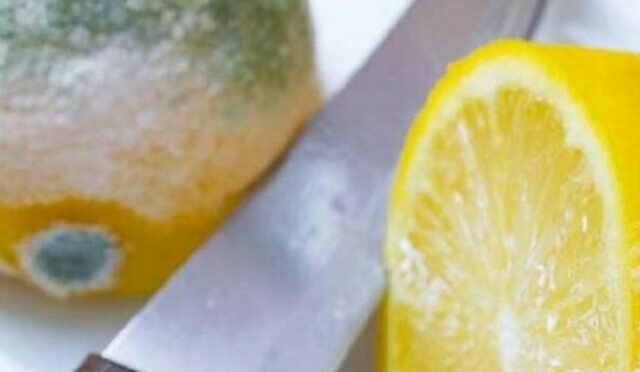 Imparate a conservare correttamente i limoni per evitare che ammuffiscano: Ecco la tecnica infallibile