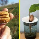 Come coltivare le noci di pecan dai semi in 5 semplici passi