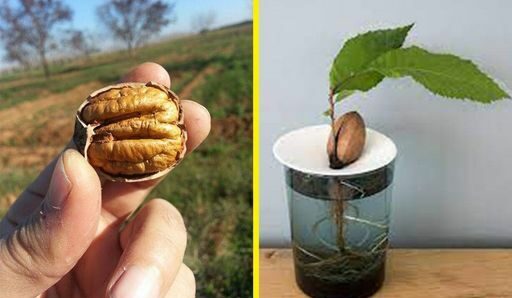 Come coltivare le noci di pecan dai semi in 5 semplici passi