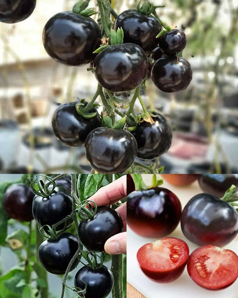 Perché il pomodoro Kumato supera gli altri in termini di benefici per la salute e come coltivarlo