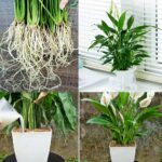 Stimolare la crescita dello Spathiphyllum: una guida per una ninfea della pace prospera