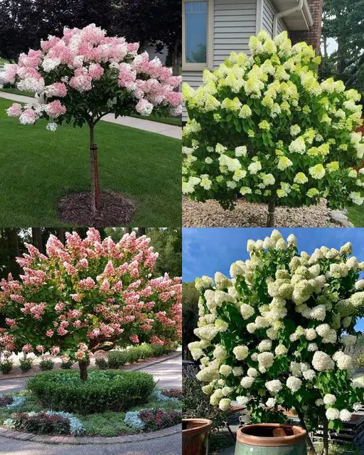 Come coltivare un albero di ortensie