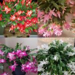 Il segreto per far sì che il tuo cactus di Natale produca più fiori