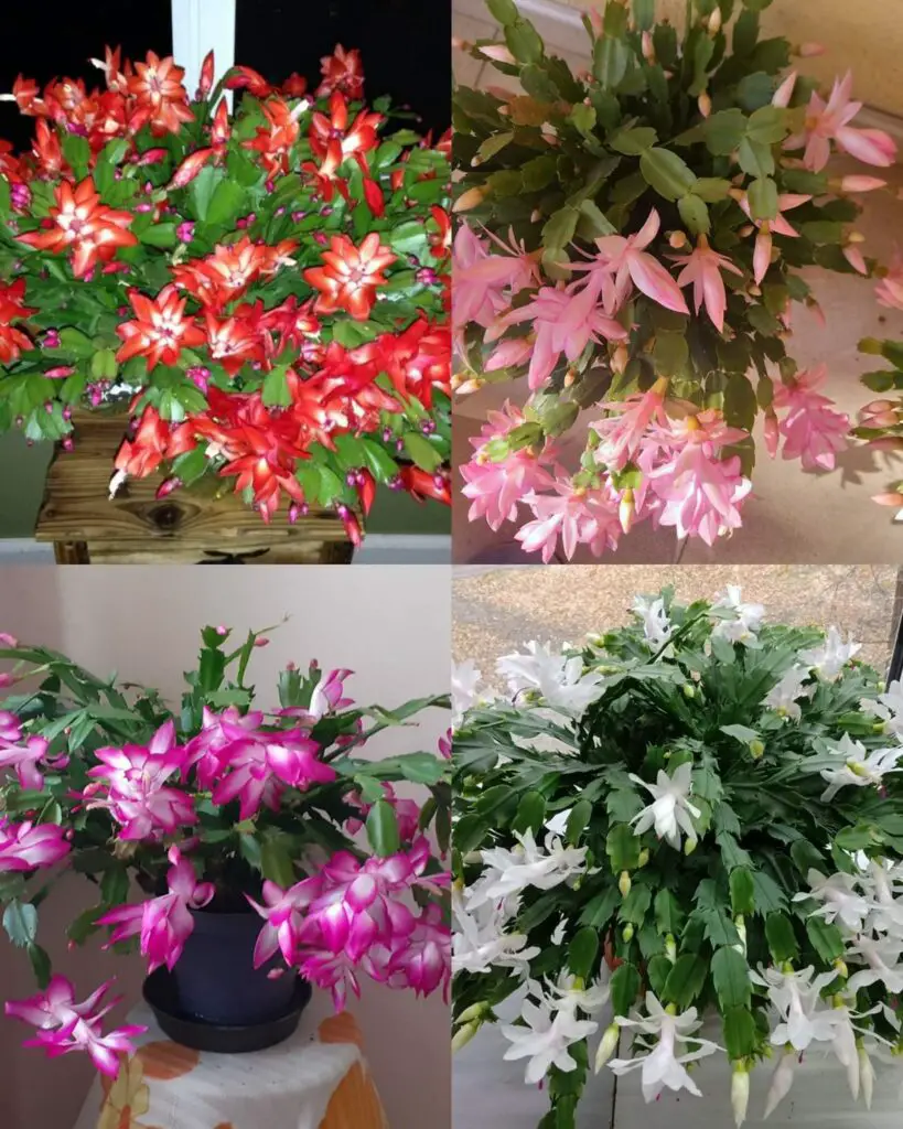 Il segreto per far sì che il tuo cactus di Natale produca più fiori