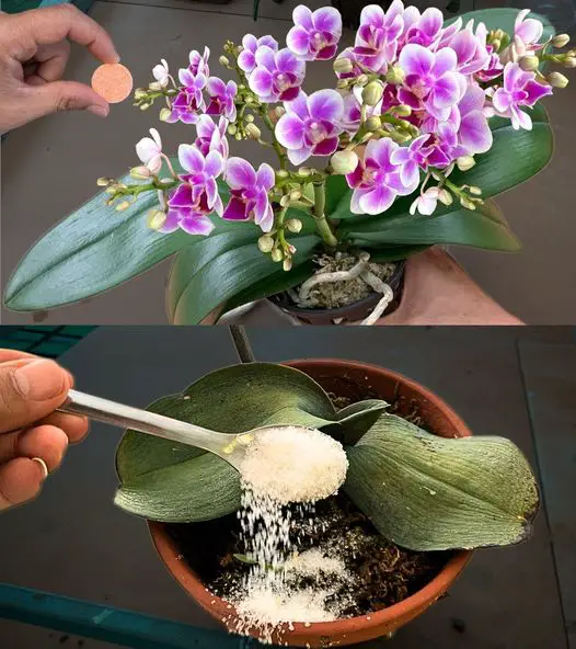 L’ho mescolato in 2 minuti e nel giro di una settimana l’orchidea era piena di fiori.