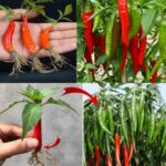 5 segreti per coltivare il peperoncino dai semi