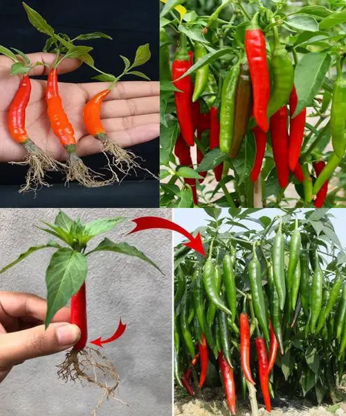 5 segreti per coltivare il peperoncino dai semi