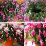 Come far fiorire il cactus di Natale