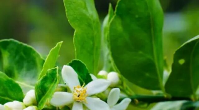 Come prendersi cura della pianta di limone quando inizia a fiorire.