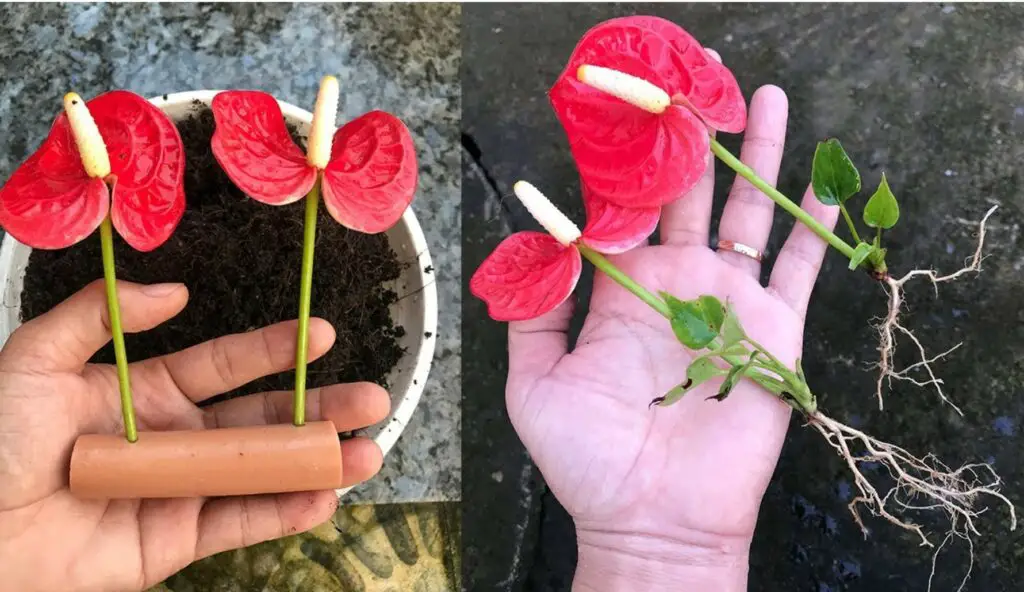 Anthurium, come un’esplosione di fiori: il vicinato vorrà conoscere il segreto