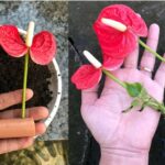 Anthurium, come un’esplosione di fiori: il vicinato vorrà conoscere il segreto