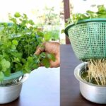 Coltivare il coriandolo in acqua a casa